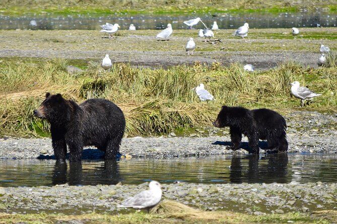 Imagen del tour: Pack Creek Bear Viewing exclusivo desde Juneau