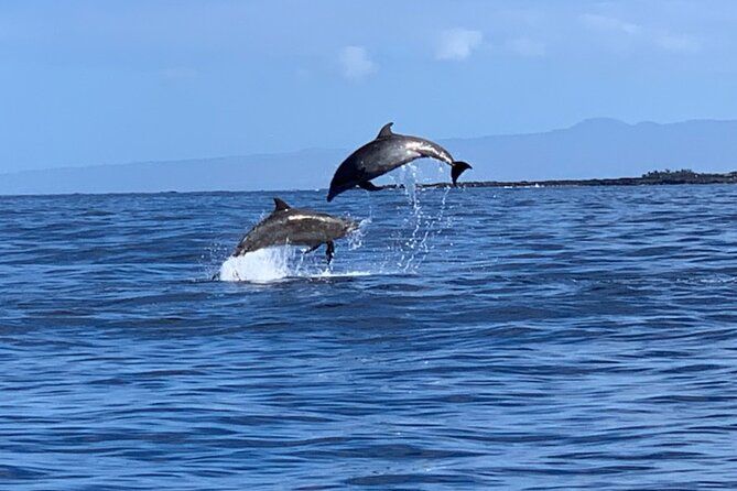 Imagen del tour: Avistamiento de delfines y esnórquel Capitán Cook Monumento Big Island Kailua-Kona Hawái