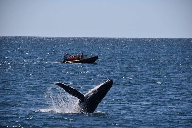 Imagen del tour: Tour de avistamiento de ballenas de aventura Mooloolaba