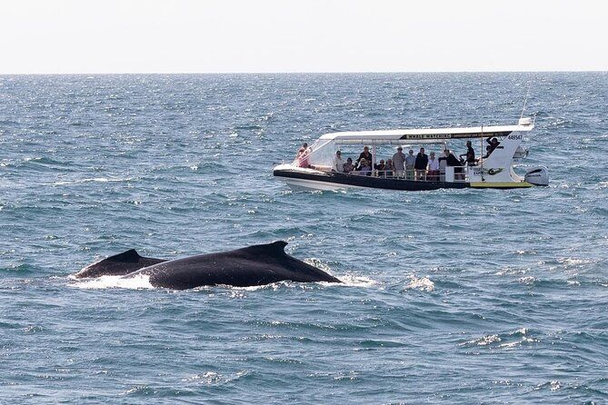Imagen del tour: Tour de avistamiento de ballenas en Mooloolaba