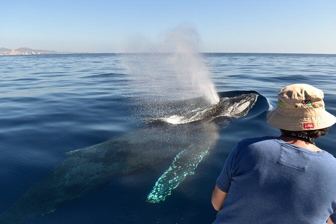 Imagen del tour: Cabo San Lucas Whale Watching Tour with Photos Included