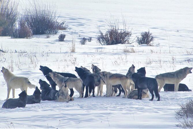 Imagen del tour: Avistamiento PRIVADO de lobos y vida silvestre en el valle Lamar de Yellowstone