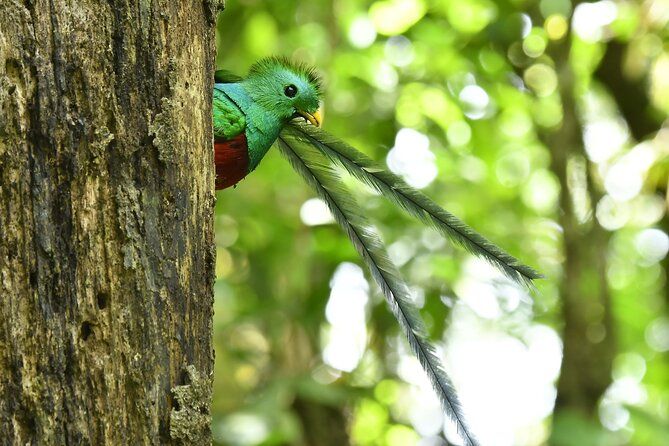 Imagen del tour: Tour guiado por el bosque nuboso de Monteverde