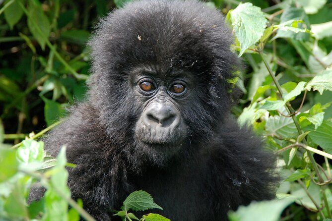 Imagen del tour: Safari privado de senderismo de gorilas de 3 días en Uganda