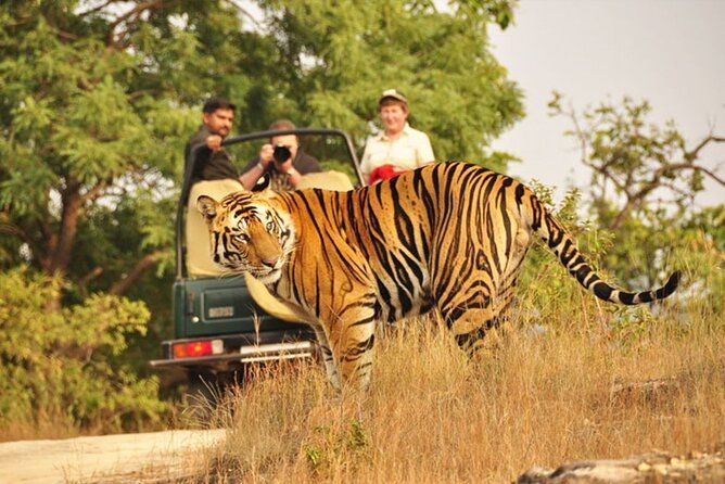 Imagen del tour: Safari privado de 3 horas en la reserva de tigres de Ranthambore