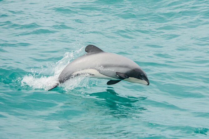 Imagen del tour: Delfines de Akaroa 〜 Crucero por la naturaleza del puerto