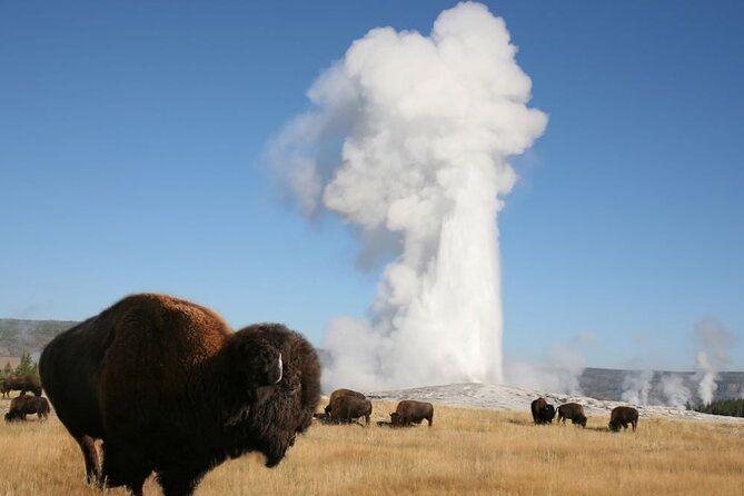 Imagen del tour: Excursión guiada de día completo a Yellowstone