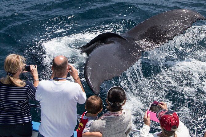 Imagen del tour: Crucero de avistamiento de ballenas desde Newport Beach