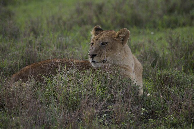 Imagen del tour: Safari encantador de 9 días en Tanzania: todo incluido de gama alta