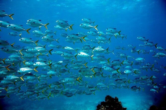 Imagen del tour: Tour de snorkel en 2 ubicaciones: equipo incluido, 65 minutos por ubicación