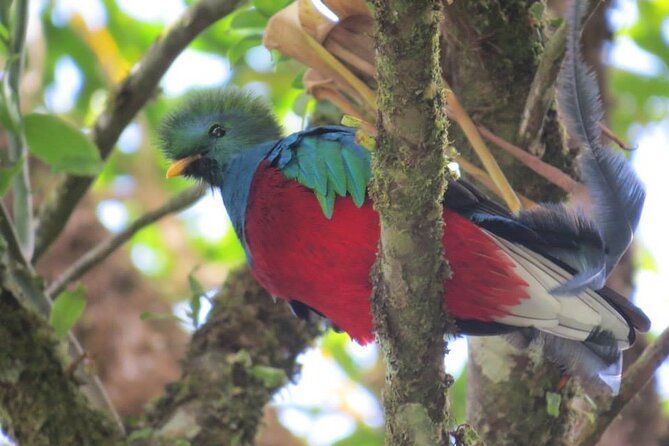 Imagen del tour: Paseo por la Reserva de Monteverde el Bosque nuboso