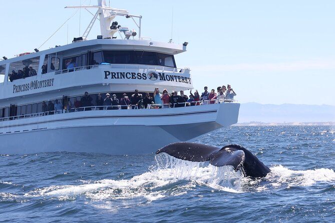 Imagen del tour: Tour de avistamiento de ballenas en Monterrey