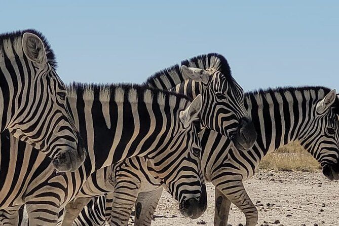 Imagen del tour: Excursión privada de varios días sin conductor para principiantes Safari en Namibia