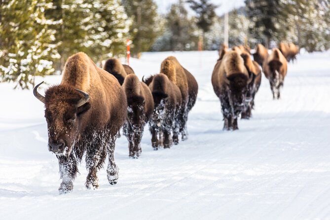 Imagen del tour: Tour de invierno de Yellowstone desde Bozeman con guía naturalista