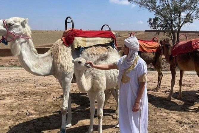 Imagen del tour: Desierto de Agafay, montañas del Atlas y cascadas, paseo en camello, excursión de un día desde Marrakech