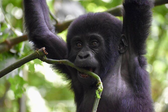 Imagen del tour: Safari de 10 días en Uganda con gorilas