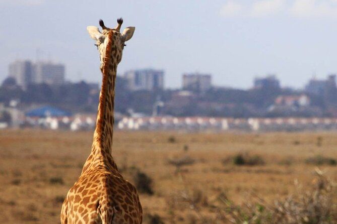 Imagen del tour: Tour de medio día a David Sheldrick y Giraffe Center