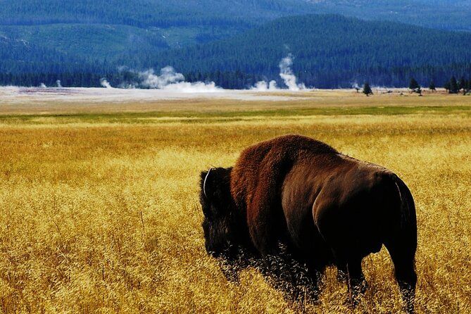 Imagen del tour: Tour guiado de vida salvaje en Yellowstone Hayden y Lamar Valley