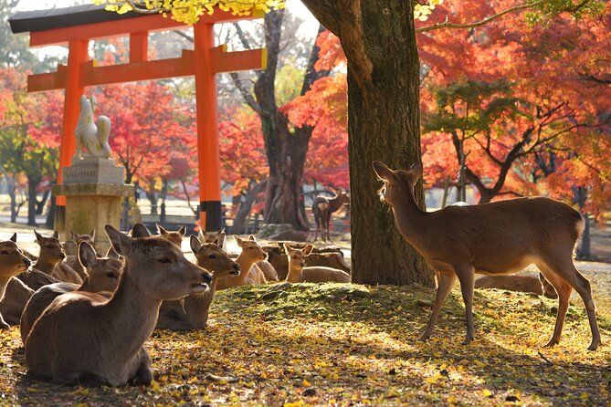 Imagen del tour: Tour privado de Nara con guía y vehículo con licencia del gobierno (salida de Osaka)