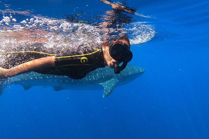 Imagen del tour: Tour de un día completo con encuentro con tiburones ballena desde la Riviera Maya