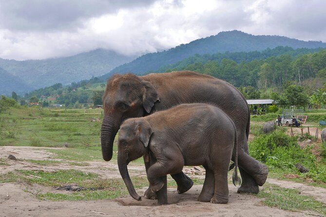 Imagen del tour: 3 en 1: recorrido por Doi Inthanon, santuario de elefantes y ruta de senderismo