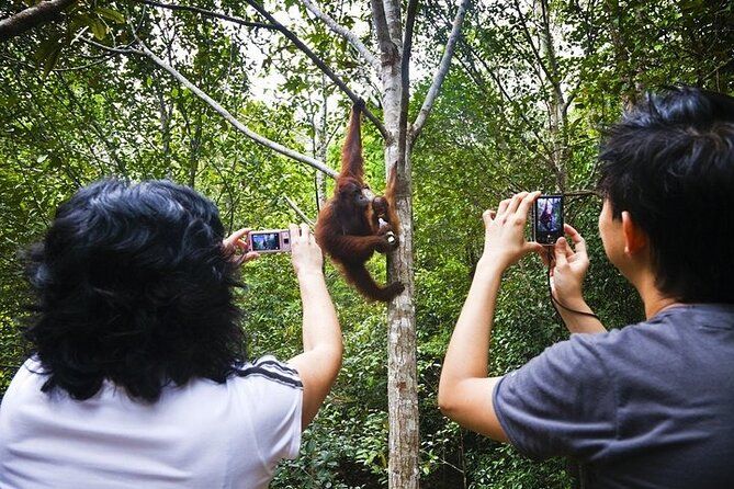 Imagen del tour: Recorrido por el centro de vida silvestre Wonder Orangutan Sarawak Semenggoh