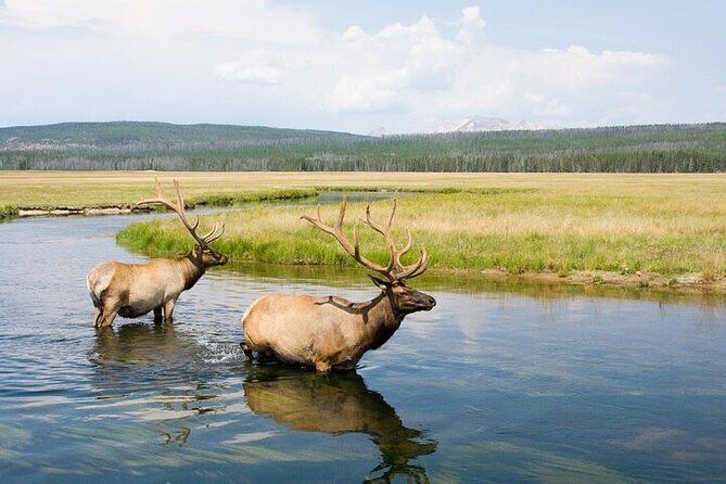 Imagen del tour: Safari de vida silvestre de Yellowstone de día completo desde Bozeman