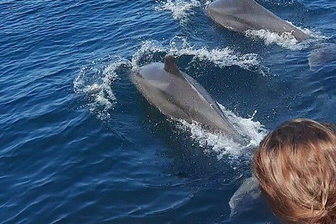 Imagen del tour: Encuentro con los delfines en libertad & esnorquel