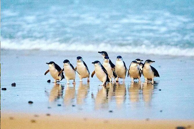 Imagen del tour: Tour de pingüinos y vino de la hora dorada con recogida desde Phillip Island