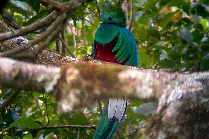 Imagen del tour: El Tour del Bosque Nuboso de Monteverde