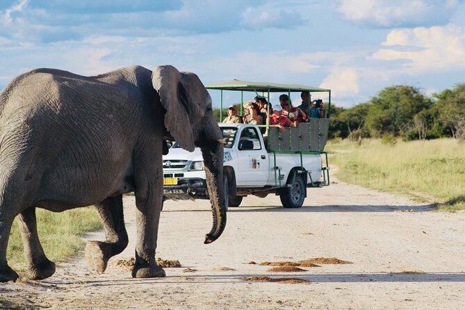 Imagen del tour: Safari en el parque nacional de Etosha con guías turísticos profesionales nacidos en Etosha.