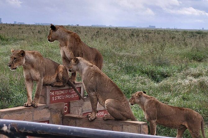 Imagen del tour: Safari en el Parque Nacional de Nairobi.