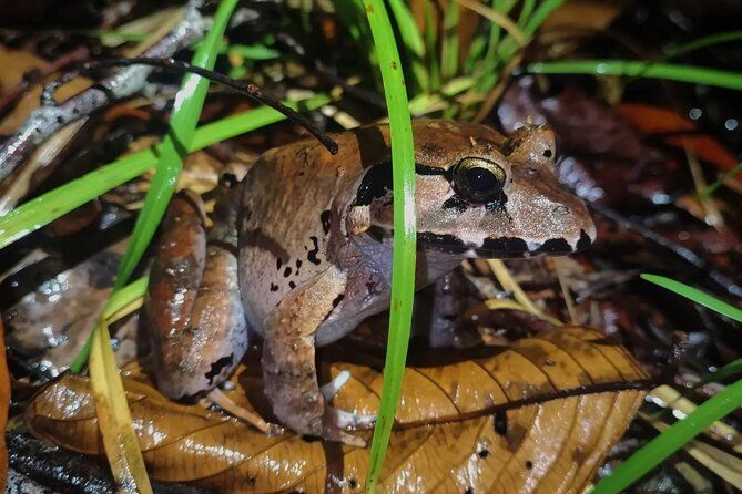 Imagen del tour: Aventura nocturna con ranas en el Parque Nacional Kubah