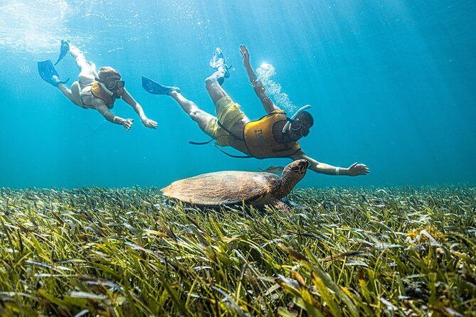 Imagen del tour: Recorrido de esnórquel 4 en 1 en Cancún: baño con tortugas marinas, arrecife de coral, estatuas y restos de un naufragio