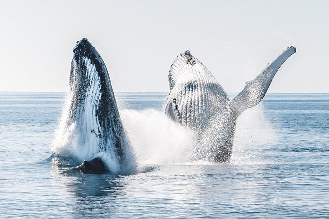 Imagen del tour: Hervey Bay: tour de avistamiento de ballenas de medio día y parada en la isla