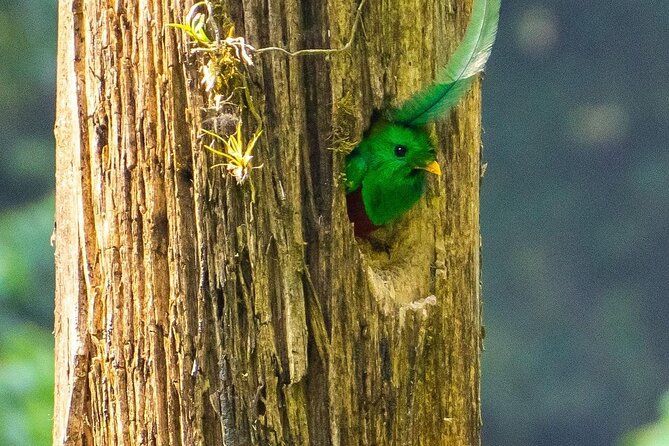 Imagen del tour: Quetzal Quest Aventura de observación de aves en el Mirador Rey Tepepul