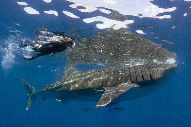 Imagen del tour: Nado con Tiburón Ballena desde Isla Mujeres y Cancún