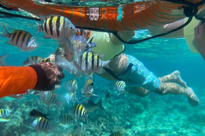 Imagen del tour: Tour privado de medio día por el parque natural de Roatán, snorkel y playa