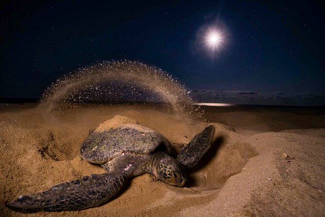 Imagen del tour: Tour nocturno de desove de tortugas en Tortuguero