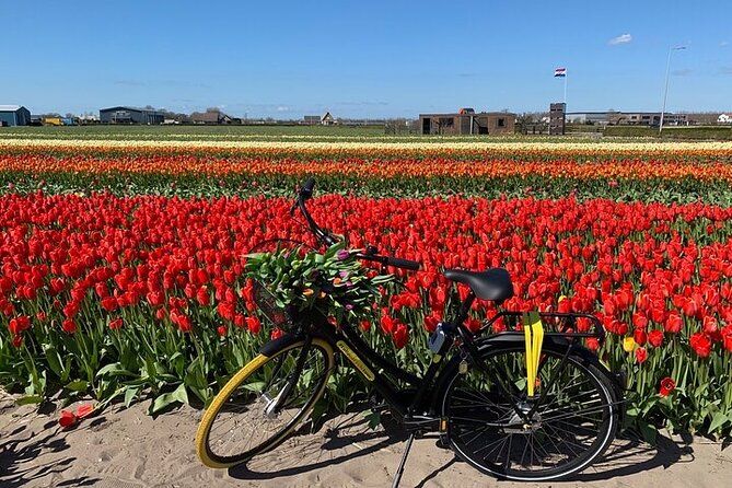 Imagen del tour: Tour en bicicleta para grupos pequeños al campo de tulipanes en Lisse
