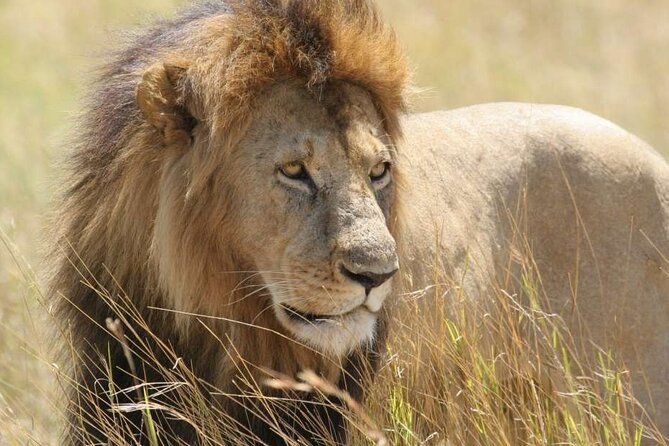 Imagen del tour: Visita guiada de medio día en el Parque Nacional de Nairobi