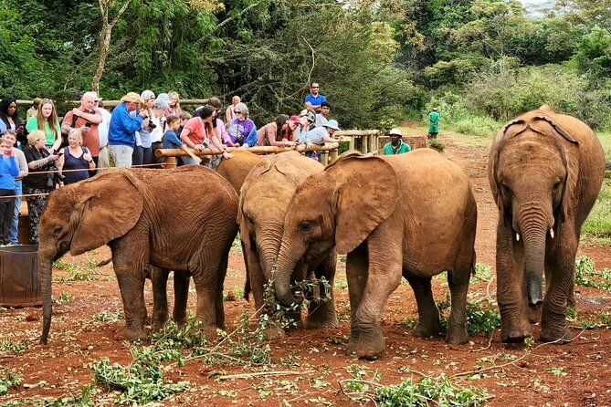Imagen del tour: Tour de medio día al orfanato de elefantes y al centro de jirafas de Nairobi