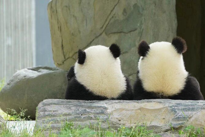 Imagen del tour: Boleto base de investigación de cría del panda gigante de Chengdu