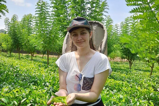 Imagen del tour: Excursión de un día a Galle con safari por el río, plantación de té y tortugas marinas