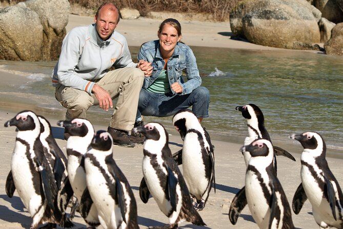 Imagen del tour: Excursión en grupo pequeño al Cabo de Buena Esperanza y pingüinos desde Ciudad del Cabo