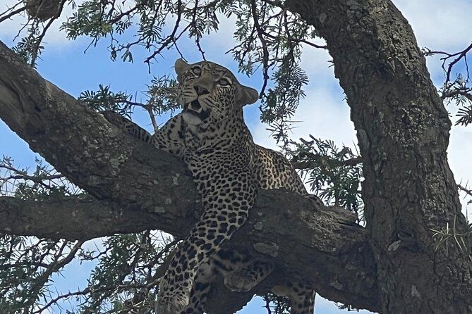 Imagen del tour: Desde las Cataratas Victoria: Tour en grupo pequeño por el Parque Nacional Chobe