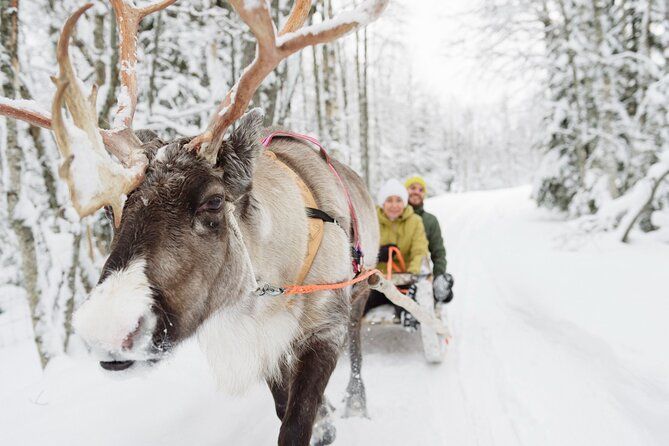 Imagen del tour: Lapland Reindeer Safari de Saariselkä