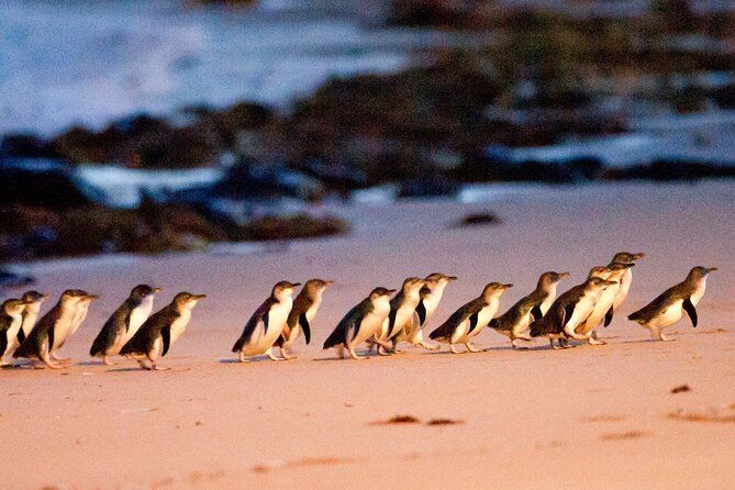 Imagen del tour: Desfile de pingüinos con cata de vinos y banquete desde Phillip Island