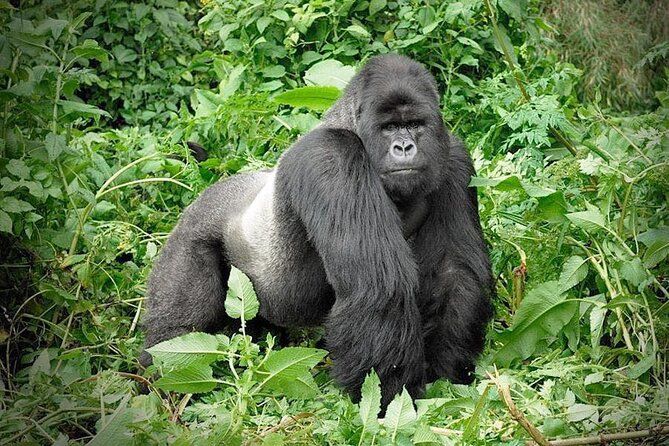 Imagen del tour: Safari de 3 días de caminata con gorilas al impenetrable parque nacional de Bwindi, Uganda