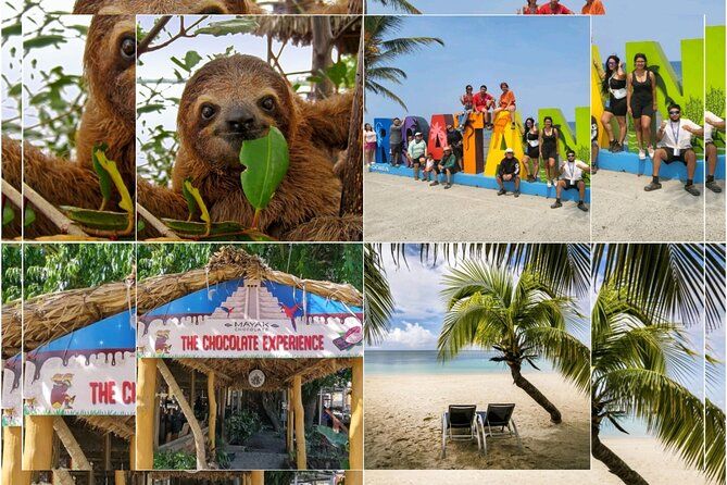Imagen del tour: Perezosos y monos de Roatán, fábrica de chocolate y descanso en la playa